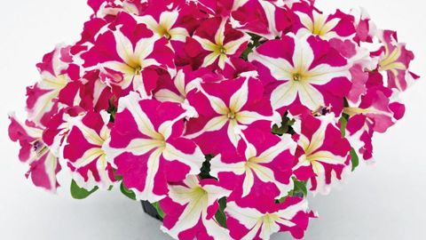 PHOTOS : FLEUROSELECT