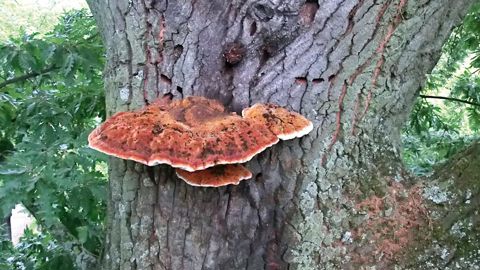 Surface légèrement bosselée brun-rouge à orangée du polypore hérissé. PHOTO PIERRE AVERSENQ