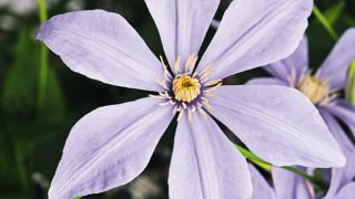 PHOTOS : JAVOY PHOTOS : JAVOY