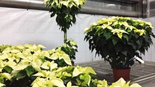 PHOTOS : LAZZERI PHOTOS : LAZZERI