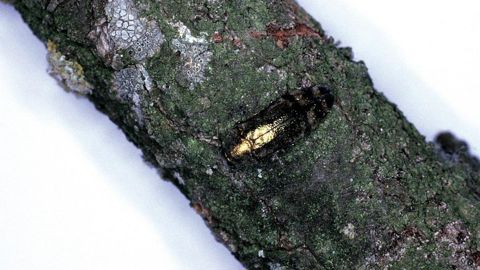 Le coupableCoraebus florentinus le bupreste des branches du chêne ou coroèbe florentin est un coléoptère appartenant à la famille des buprestidés.      PHOTO PIERRE AVERSENQ