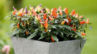 PHOTO : PANAMERICAN SEED PHOTO : PANAMERICAN SEED