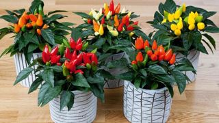 PHOTO : PANAMERICAN SEED PHOTO : PANAMERICAN SEED