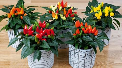 PHOTO : PANAMERICAN SEED