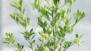 PHOTO : C. DESHEULLES PHOTO : C. DESHEULLES