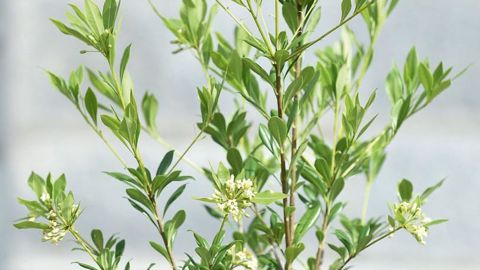 PHOTO : C. DESHEULLES