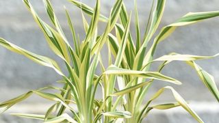 PHOTO : C. DESHEULLES PHOTO : C. DESHEULLES