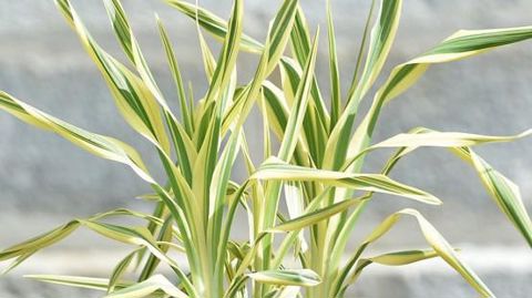 PHOTO : C. DESHEULLES