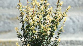 PHOTOS : C. DESHEULLES PHOTOS : C. DESHEULLES