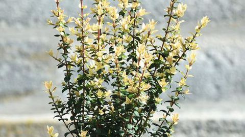 PHOTOS : C. DESHEULLES