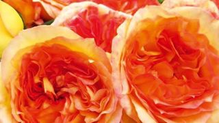 PHOTO : DELBARD PHOTO : DELBARD