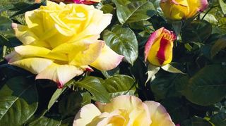 PHOTO : MEILLAND PHOTO : MEILLAND