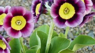 PHOTO : BARNHAVEN PHOTO : BARNHAVEN