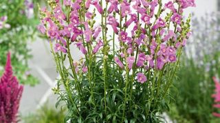 PHOTO : VLAM  PHOTO : VLAM