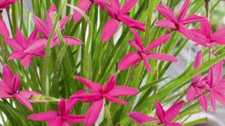 PHOTO : VLAM  PHOTO : VLAM