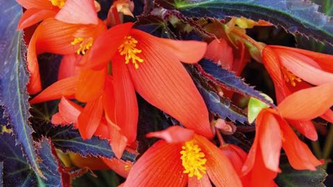 PHOTO : FLEUROSELECT