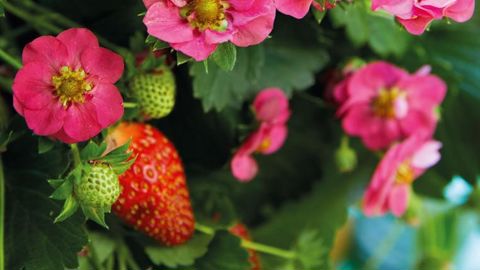 PHOTO : FLEUROSELECT