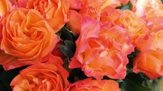 PHOTO : MEILLAND PHOTO : MEILLAND