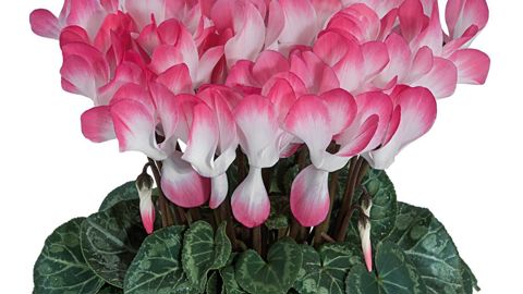 PHOTO : MOREL DIFFUSION