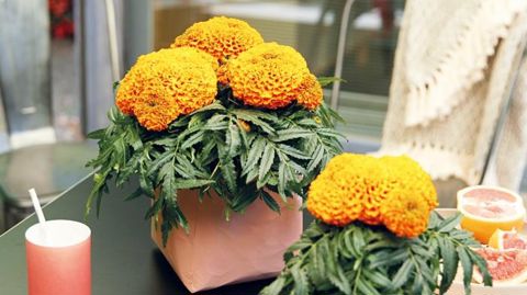 PHOTO : FLEUROSELECT