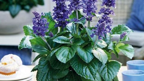 PHOTO : FLEUROSELECT