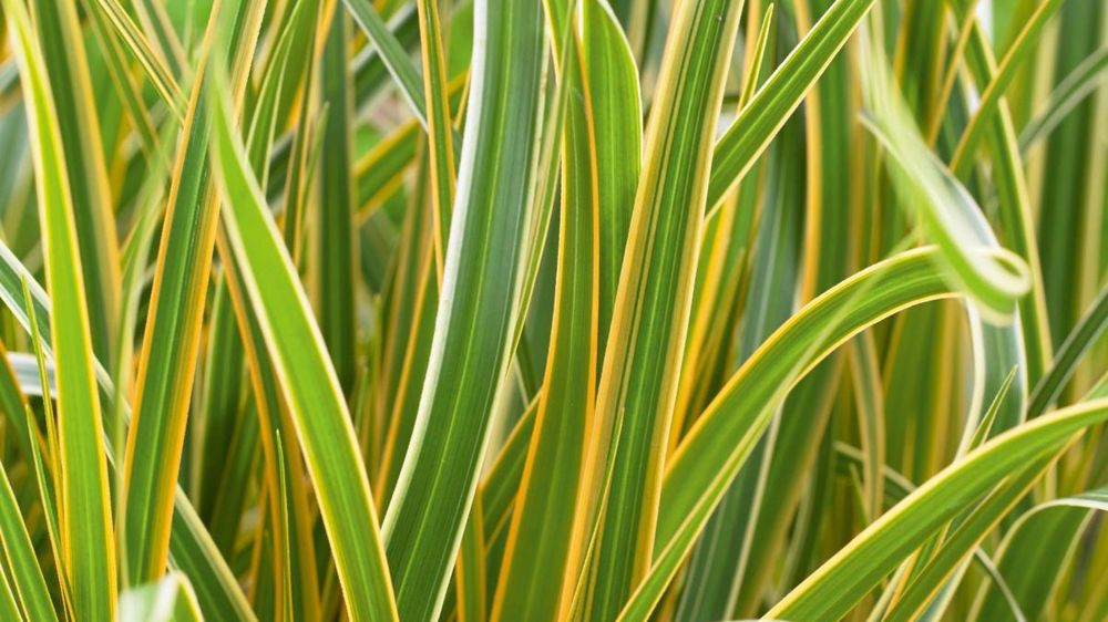 PHOTO : PLANTARIUM PHOTO : PLANTARIUM