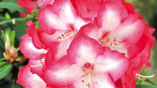 PHOTO SAPHO PHOTO SAPHO