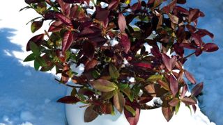 PHOTO TRAVERS-SAPHO PHOTO TRAVERS-SAPHO