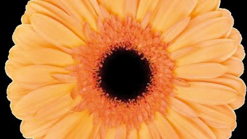 PHOTO FLORIST HOLLAND