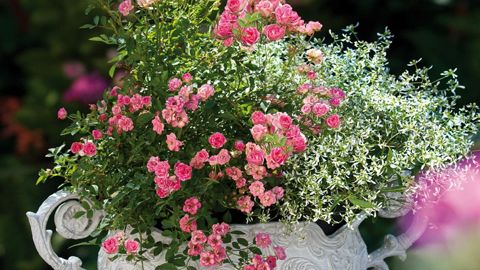 PHOTO MEILLAND RICHARDIER