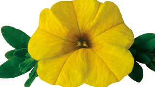 PHOTO LAZZERI PHOTO LAZZERI