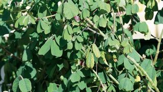 PHOTO C. DESHEULLES PHOTO C. DESHEULLES