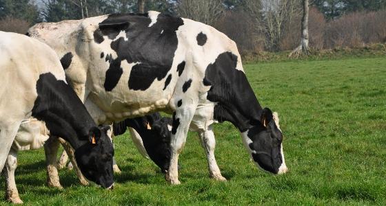 pâturage vaches laitières directives nitrates