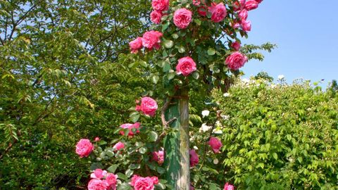 Photographe : Matthias Meilland