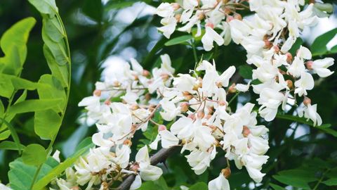 Le robinier faux-acacia a un haut potentiel nectarifère.PHOTO : JÉRÔME JULLIEN