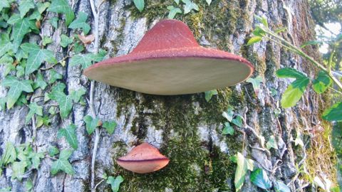 Les chapeaux de la fistuline hépatique forment des consoles en forme de langue.PHOTO : PIERRE AVERSENQ