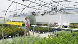 La stimulation mécanique peut être largement automatisée. Les dispositifs peuvent se fixer facilement sur un chariot polyvalent gérant l'arrosage, la fertilisation, le piégeage des adultes ailés d'insectes ravageurs... La stimulation mécanique peut être largement automatisée. Les dispositifs peuvent se fixer facilement sur un chariot polyvalent gérant l'arrosage, la fertilisation, le piégeage des adultes ailés d'insectes ravageurs...
