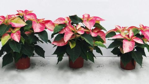 Le bilan économique est établi en tenant compte de la qualité commerciale des poinsettias en fin de culture, qui dépend du volume foliaire ainsi que du nombre et de l'équilibre des bractées sur la plante.PHOTO : GIE FPSO