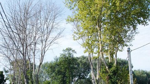 Un foyer de chancre coloré dans le Vaucluse. La lutte contre la maladie a été rendue obligatoire par un arrêté publié il y a un an.PHOTO : FDGDON84