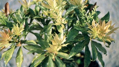 Décoloration et dépigmentation foliaire Au printemps, dans une pépinière ornementale de Bretagne, un producteur constate que plusieurs cultivars d'andromède du Japon (Pieris japonica) élevés en conteneurs expriment des décolorations foliaires prononcées. Les feuilles les plus touchées sont dépigmentées à la face supérieure. Elles affichent une coloration jaunâtre terne d'aspect bronzé. Seules les nervures demeurent passablement vertes.PHOTO : JÉRÔME JULLIEN