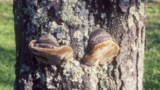 Fructification en « sabot de cheval » du phellin des arbres fruitiers.PHOTO : PIERRE AVERSENQ Fructification en « sabot de cheval » du phellin des arbres fruitiers.PHOTO : PIERRE AVERSENQ
