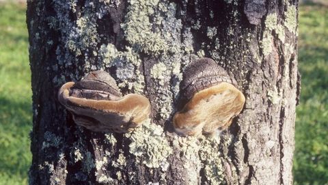 Fructification en « sabot de cheval » du phellin des arbres fruitiers.PHOTO : PIERRE AVERSENQ