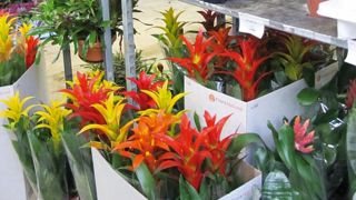 Avec la progression des ventes de fleurs et plantes via les canaux de vente au détail et Internet, le marché français est en forte mutation, selon les exportateurs néerlandais.PHOTO : VALÉRIE VIDRIL