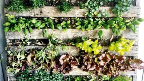 Pour répondre aux établissements scolaires qui n'ont pas la possibilité de disposer de terrain, le potager vertical apporte une réponse facile à mettre en place. À l'instar de ce jardin pédagogique sur palette qui présente une variante des différents concepts proposés par HPF.PHOTO : HPF