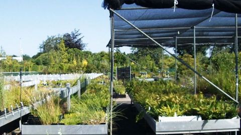 L'entreprise propose des vivaces, rosiers, aromatiques... et des produits différents de ceux du marché d'Aalsmeer.