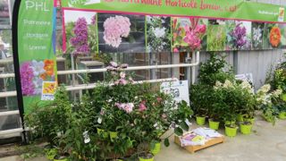 L'école d'horticulture de Roville a mené un travail sur les obtentions et le patrimoine végétal lorrains, réhabilités en partenariat avec la station Arexhor Grand Est. L'école d'horticulture de Roville a mené un travail sur les obtentions et le patrimoine végétal lorrains, réhabilités en partenariat avec la station Arexhor Grand Est.