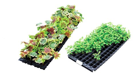 Chantier de repiquage de cyclamens, cet été, aux Ets horticoles Ottenwaelder, à Fréjus (83).Photos OTTENWAELDER