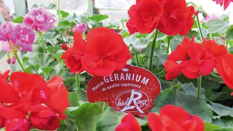 Cinquante variétés de géraniums zonale portant le Label rouge sont introduites dans les points de vente horticole ce printemps.PHOTO : EXCELLENCE VÉGÉTALE