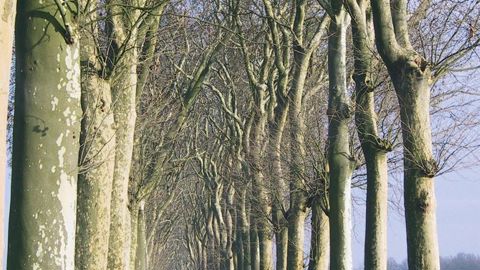 Parmi les essences phares des alignements historiques, le platane, comme ici au château de Vaux-le-Vicomte, à Maincy (77). Le développement du chancre coloré hypothèque son avenir.