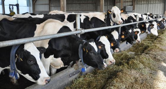 vaches à l'auge